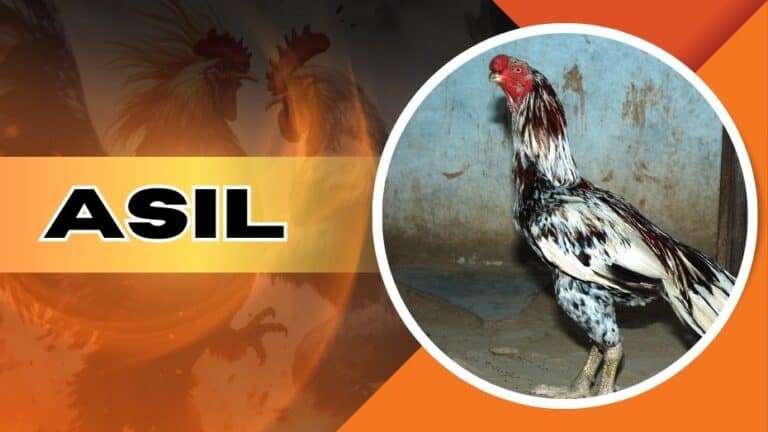 Asil Roosters | What They are and Why Bet on Them
