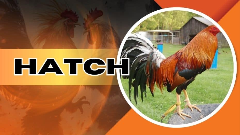 Hatch rooster