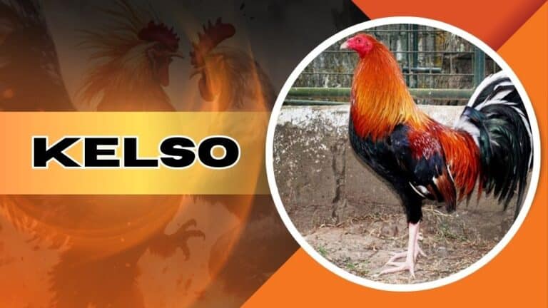 Kelso Roosters | What They are and Why Bet on Them