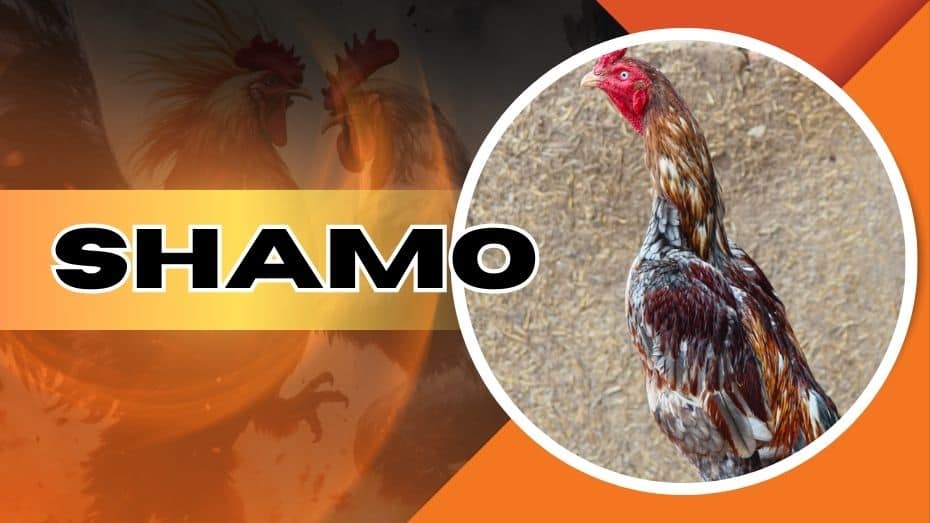 Shamo rooster