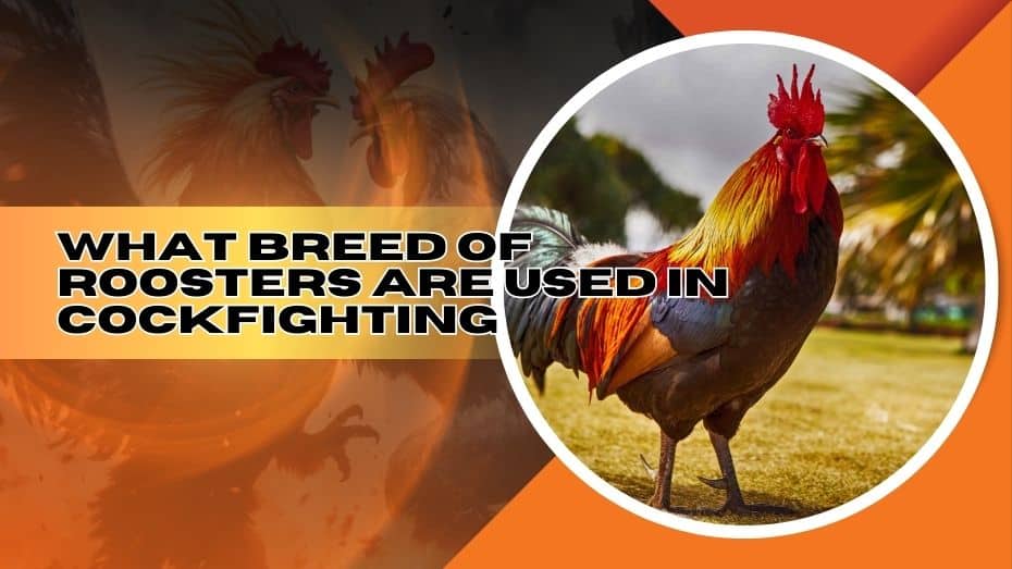 Best cockfighting breeds